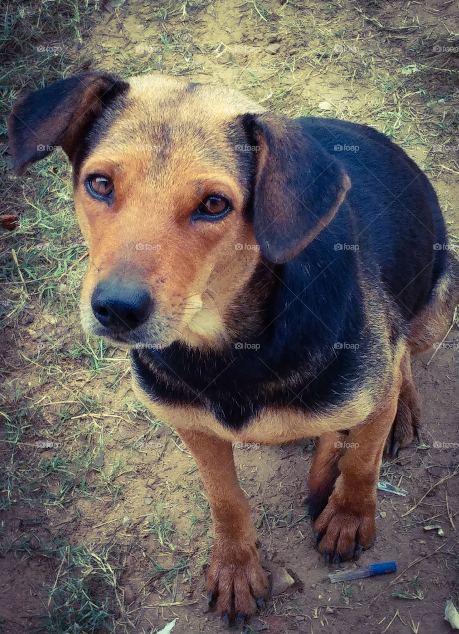 भारत के कुत्ते