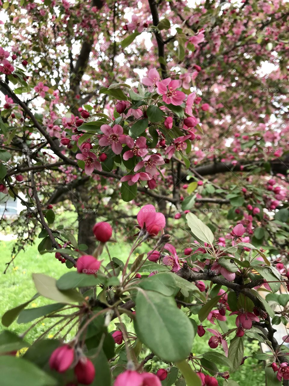 Apple’s pink flowers 