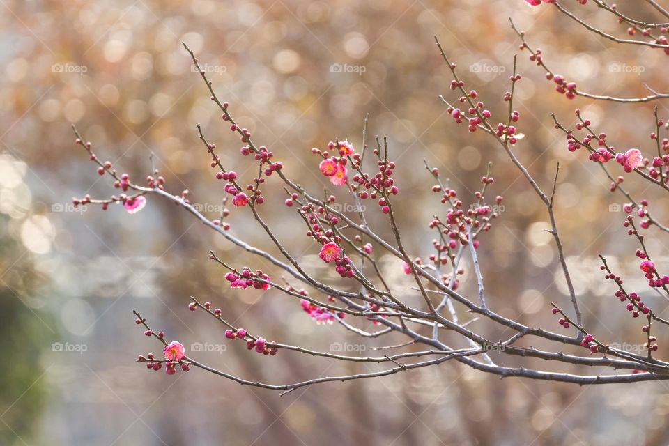 梅花