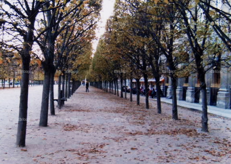 paris trees autumn france by clarkie28