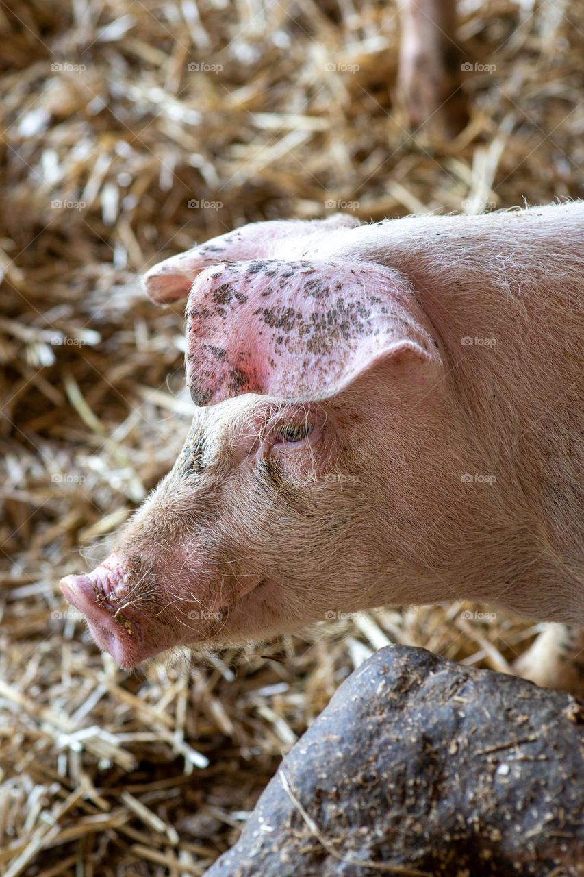 head of a small pig