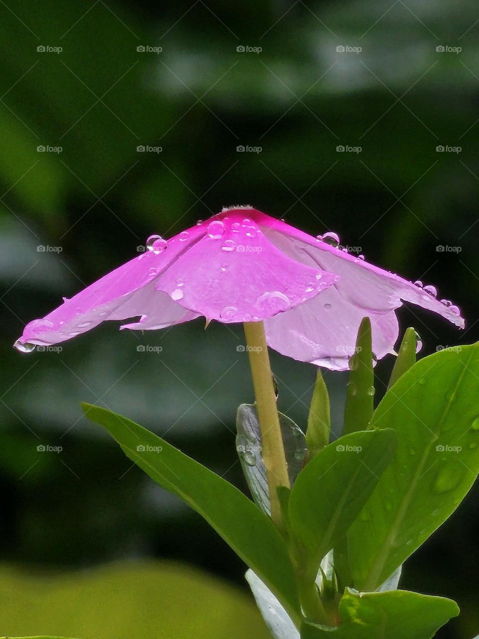 Raindrops on pink flower