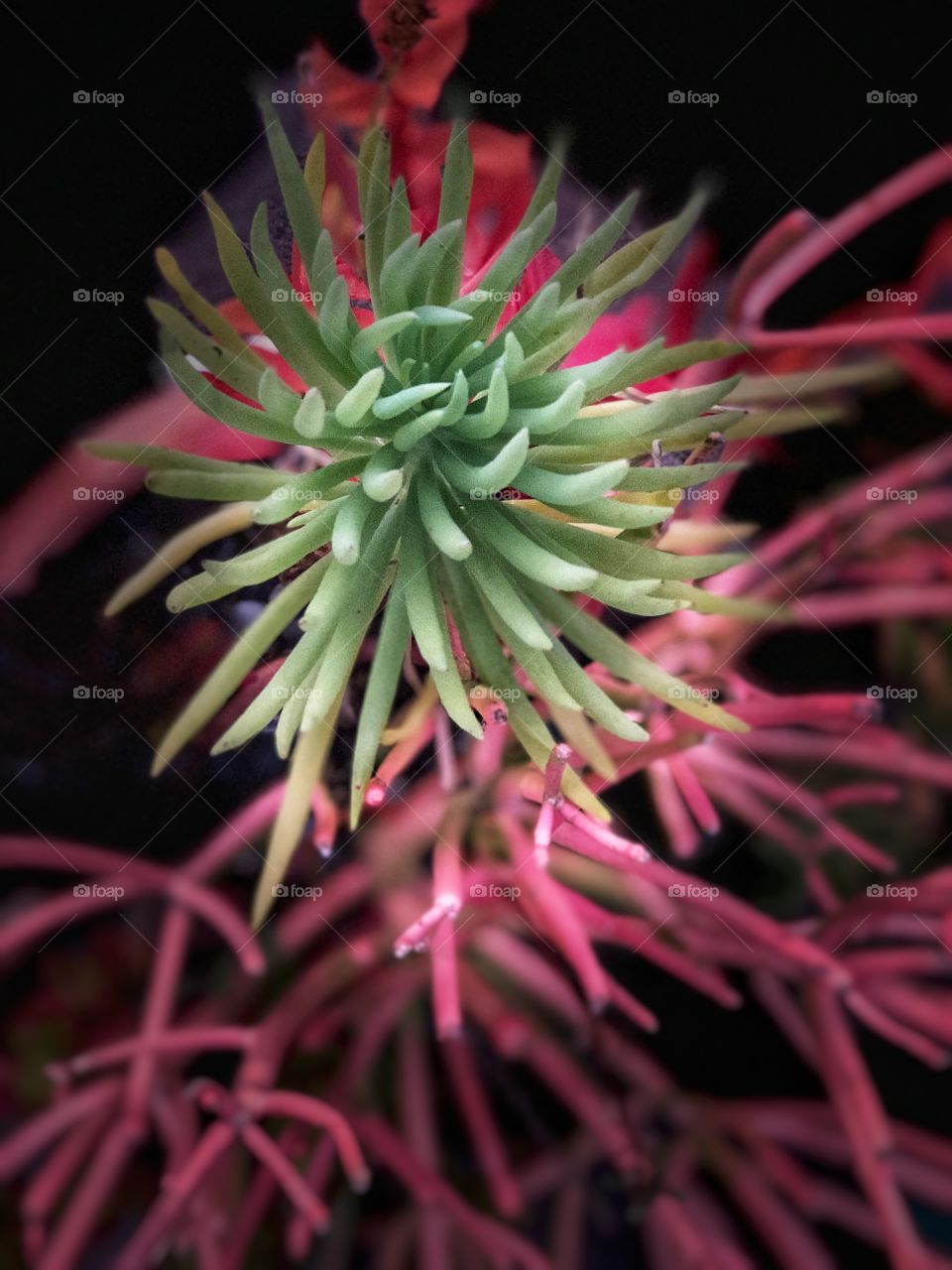 Stunning and Beautiful Succulents! Perfect Canvas or Metal Art, Screensavers, Desktop, Greeting Cards, Decor.