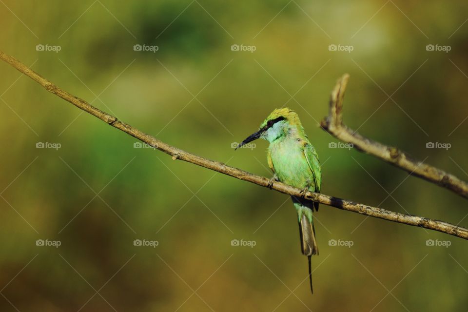 Green Bee Eater on a Branch