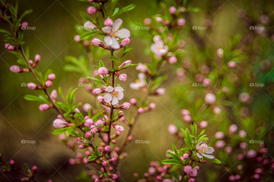 Close-up of flowers