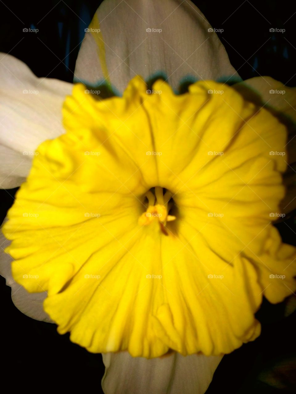 Daffodil