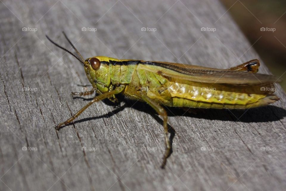 Grasshopper