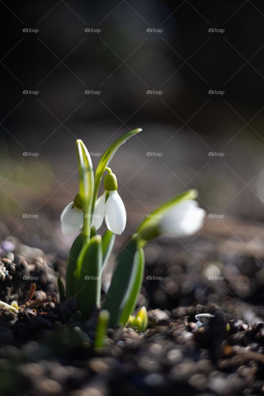 Snowdrops