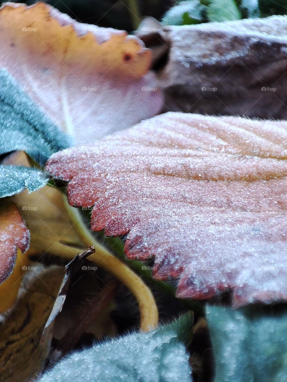 frozen leaves