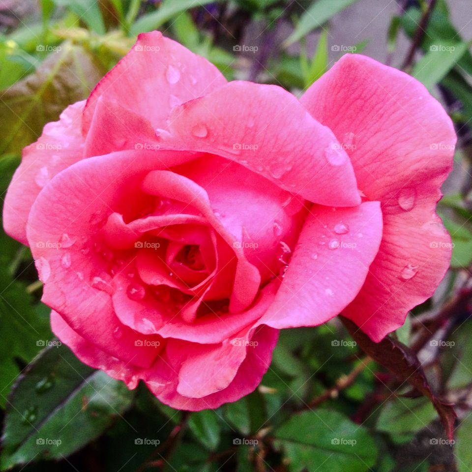 A Rose by Any Other Name. Pink rose in garden 