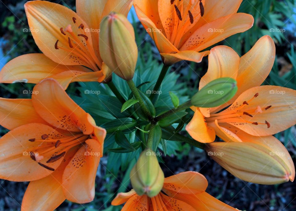 Orange flower crown