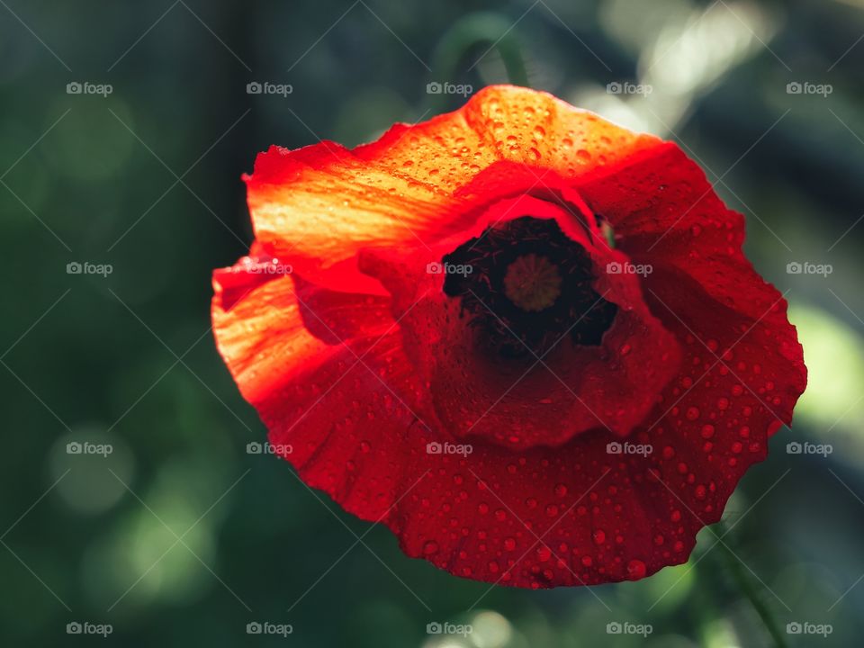 Wet poppy flower