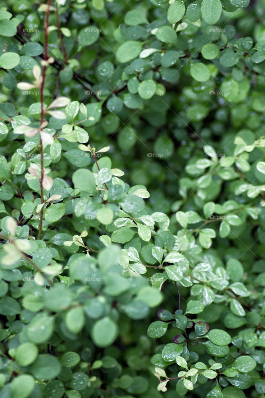 Green leaf foliage background 