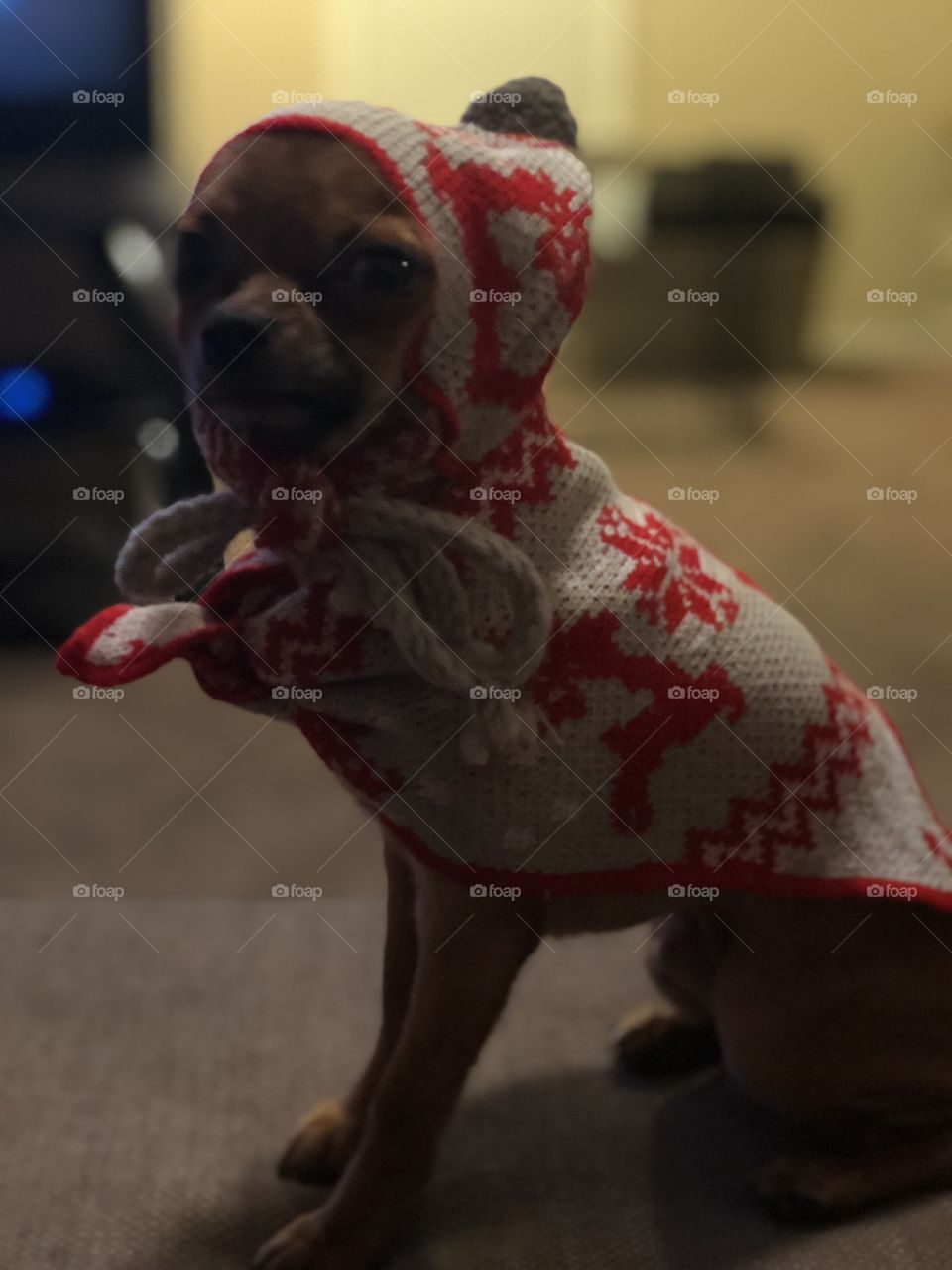 Chihuahua puppy in his winter sweater and hat