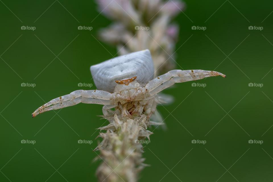 crab spider