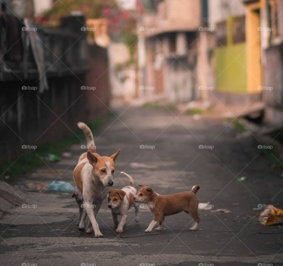 Three Dog On Street