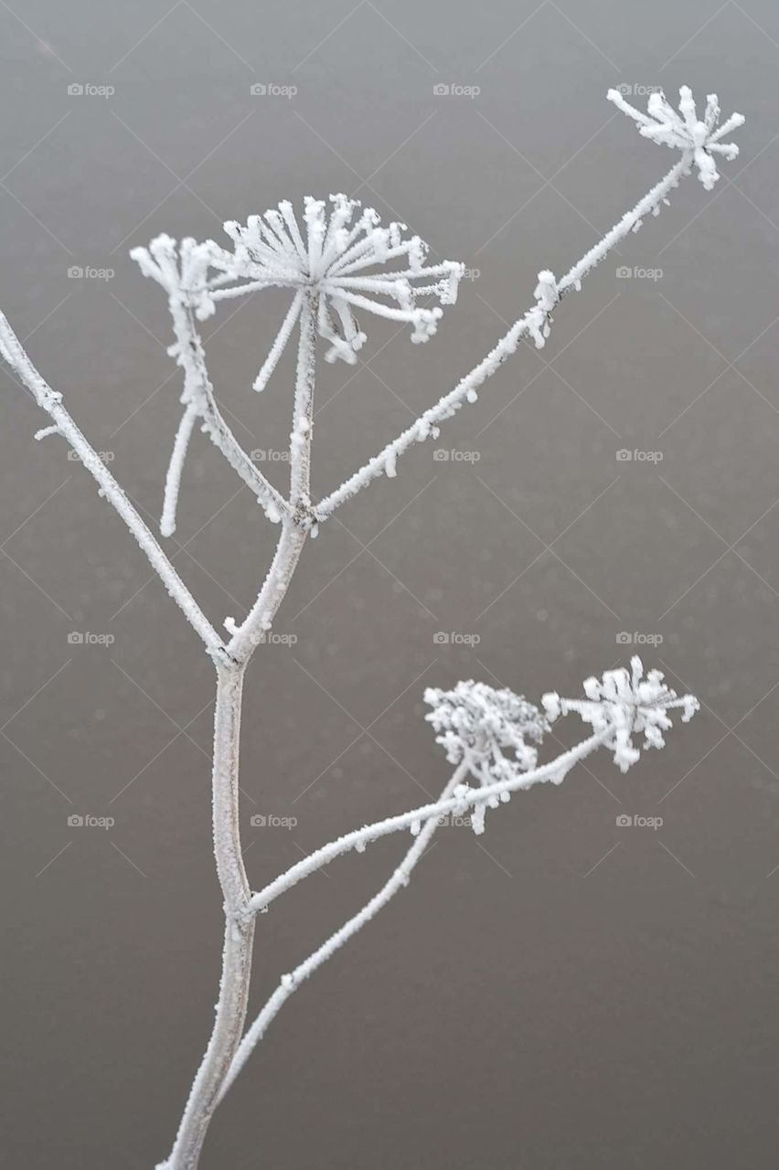 Frost snow on a little twig brach of hogweed in the winter