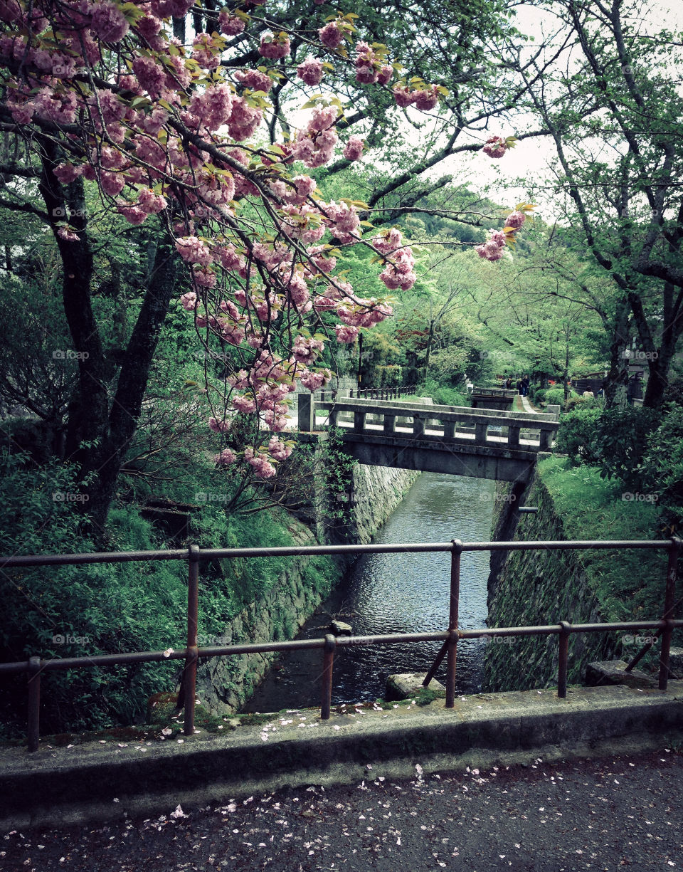 Cherry blossom tree near the cannel