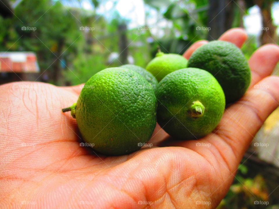 Grapefruit in human hand at outdoor