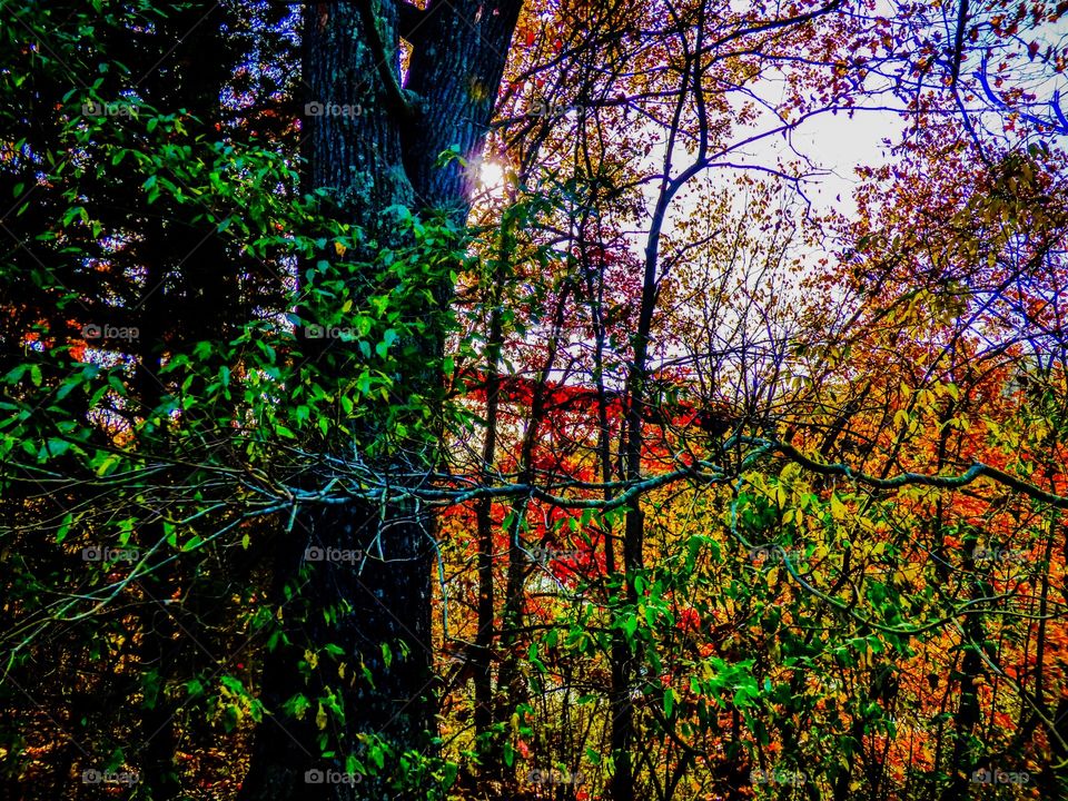 Fall view of the tracks 