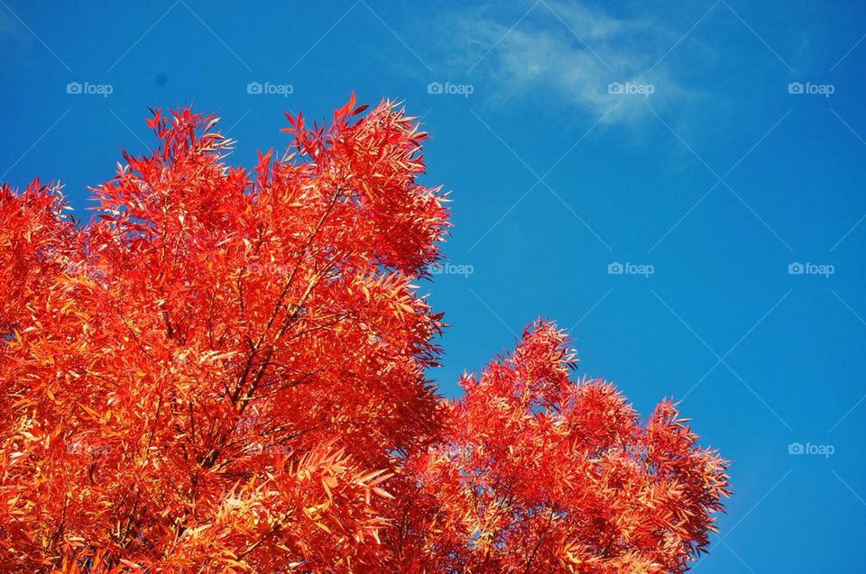A tree with red autumn leaves against a deep blue sky.