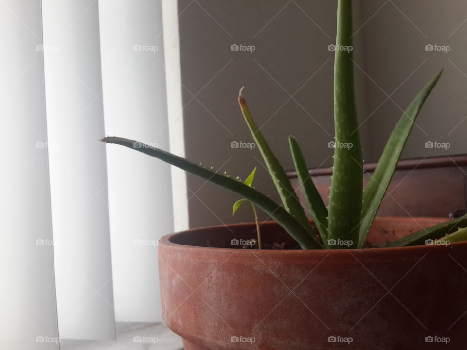 Aloe Plant in A Pot