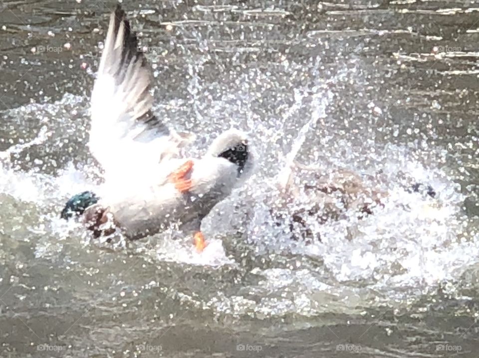 Ducks fighting