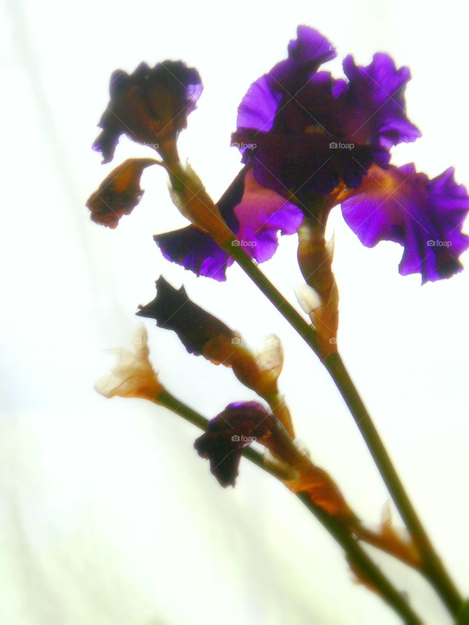 Light passed through the iris. Bright pulp bearded iris against white window light