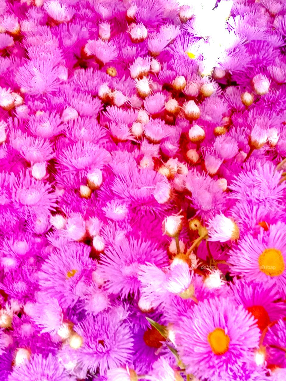 Flower, Color, Nature, Bright, Floral