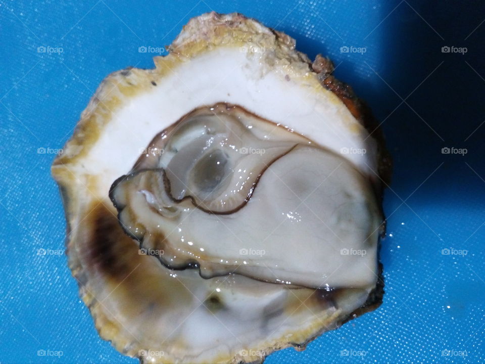 oyster