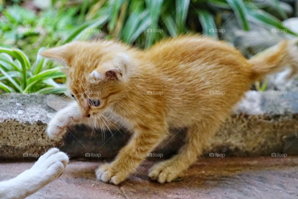 kitten playing mom's leg