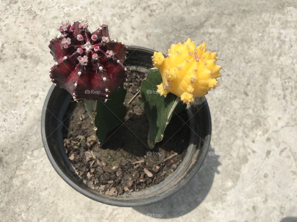Mix moon cactus 