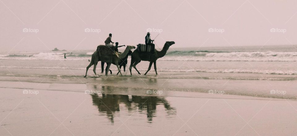 Splendid trip on camels  near the sea in summer