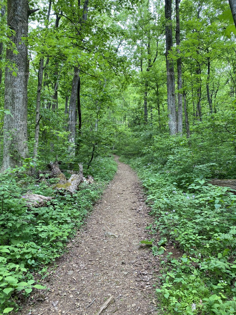 Chester Gap Trailhead