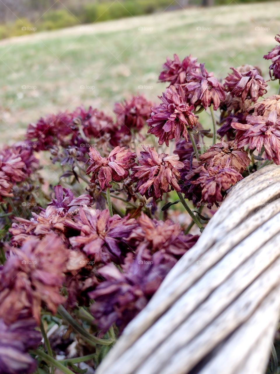 Unfiltered, beautiful, lovely close-up of little flowers in a basket on a beautiful day