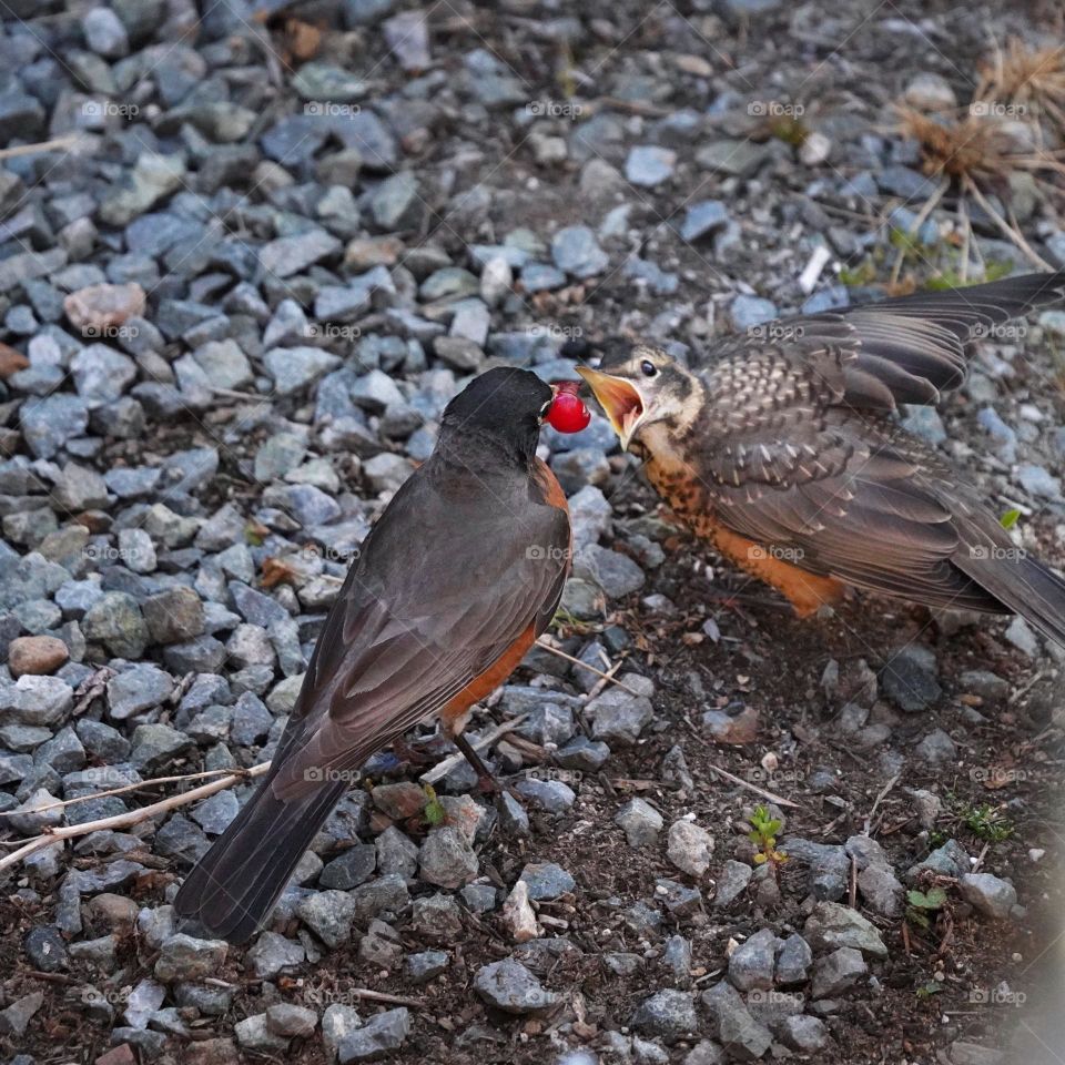 Robin mother feeding cherries to hungry baby