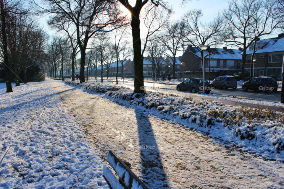 snow winter street tree by twilite