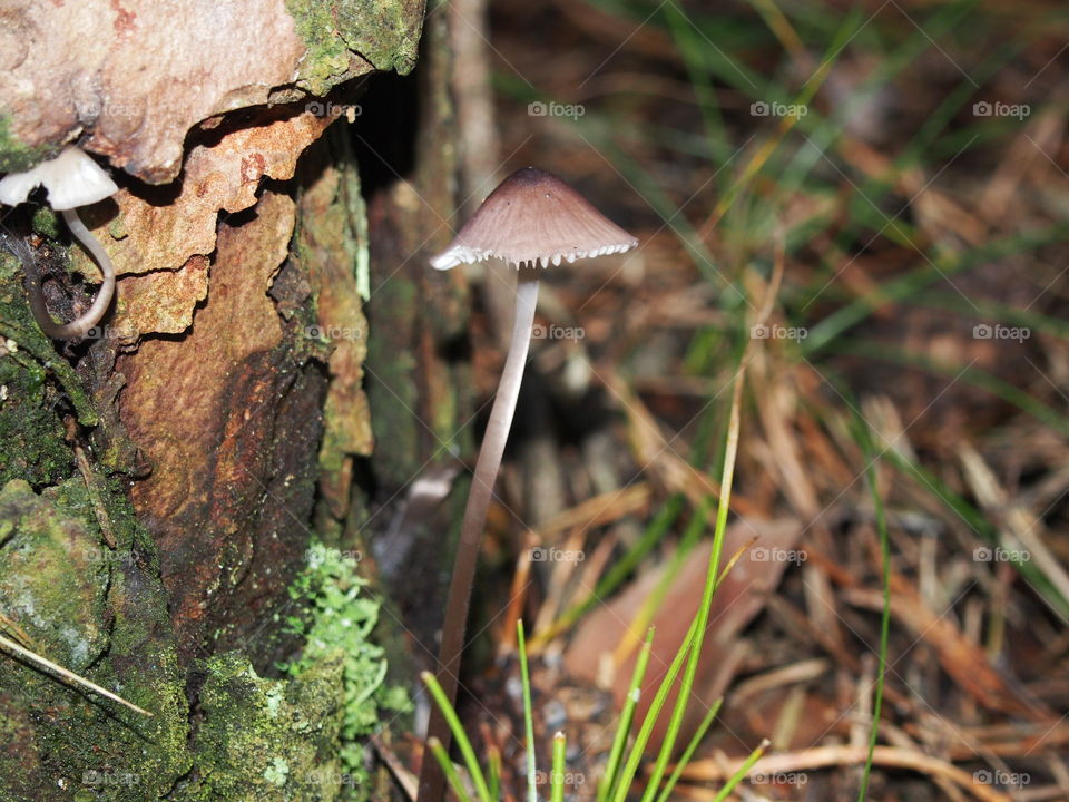 mushroom in the forest