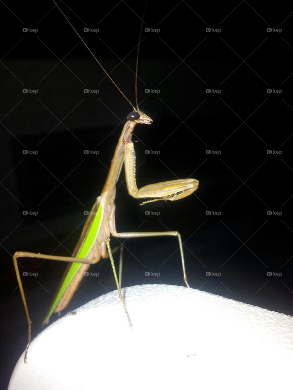 Praying Mantis