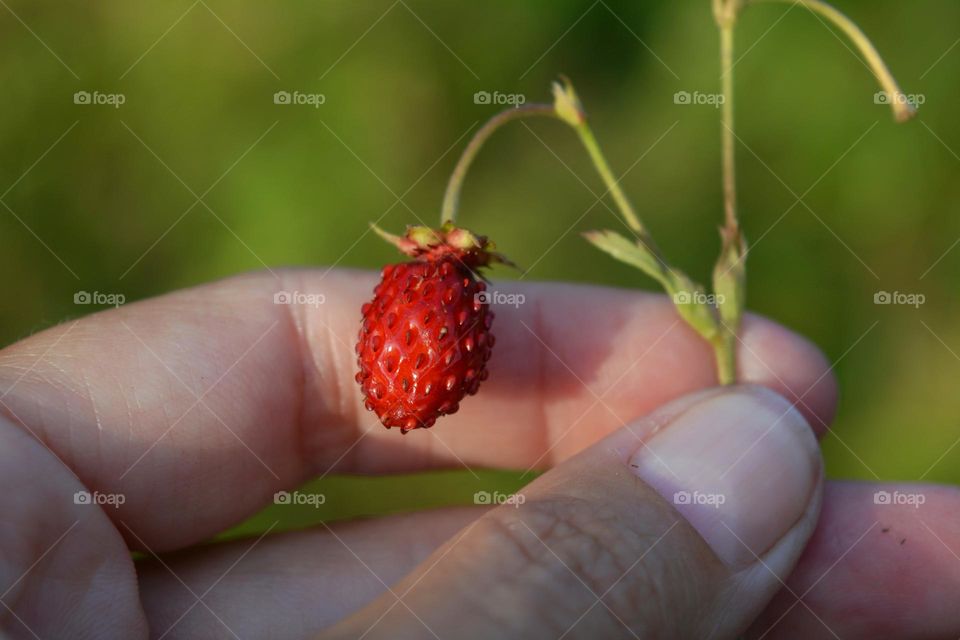 wild strawberry