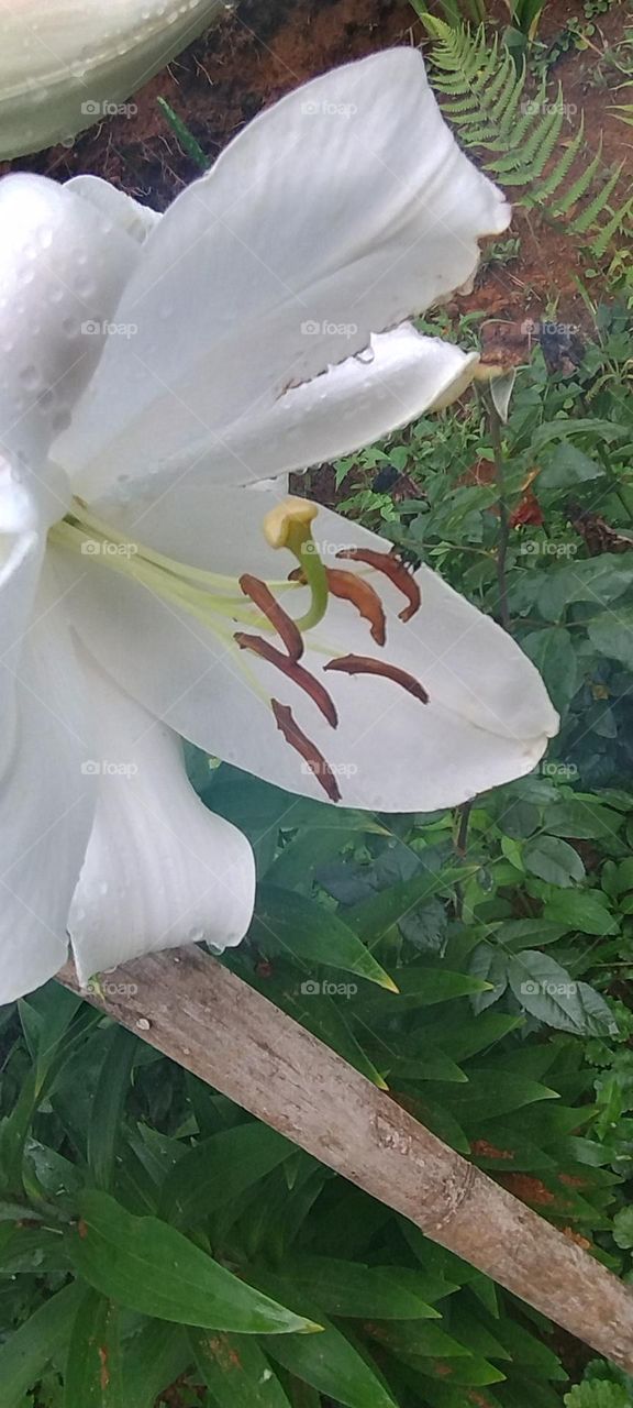 white lily
