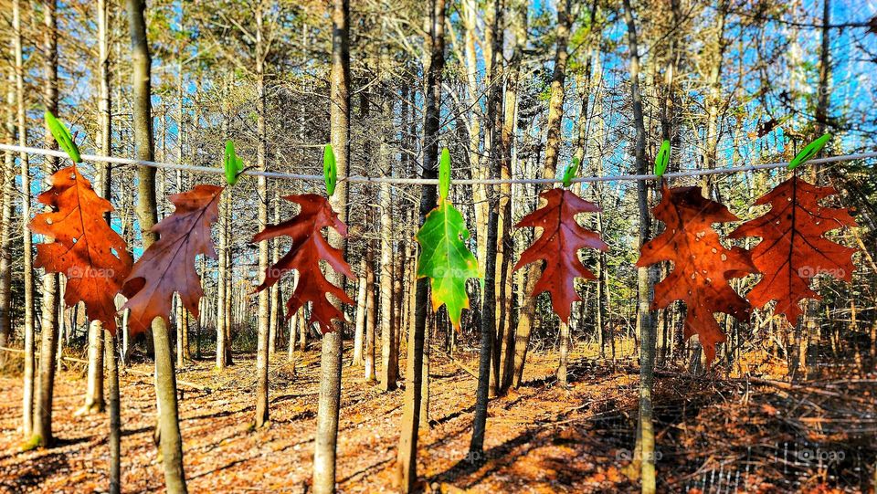 Oak leaves hanging on the clothes line