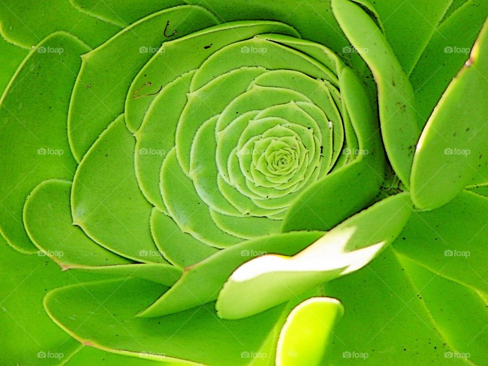 Succulent in Garden
