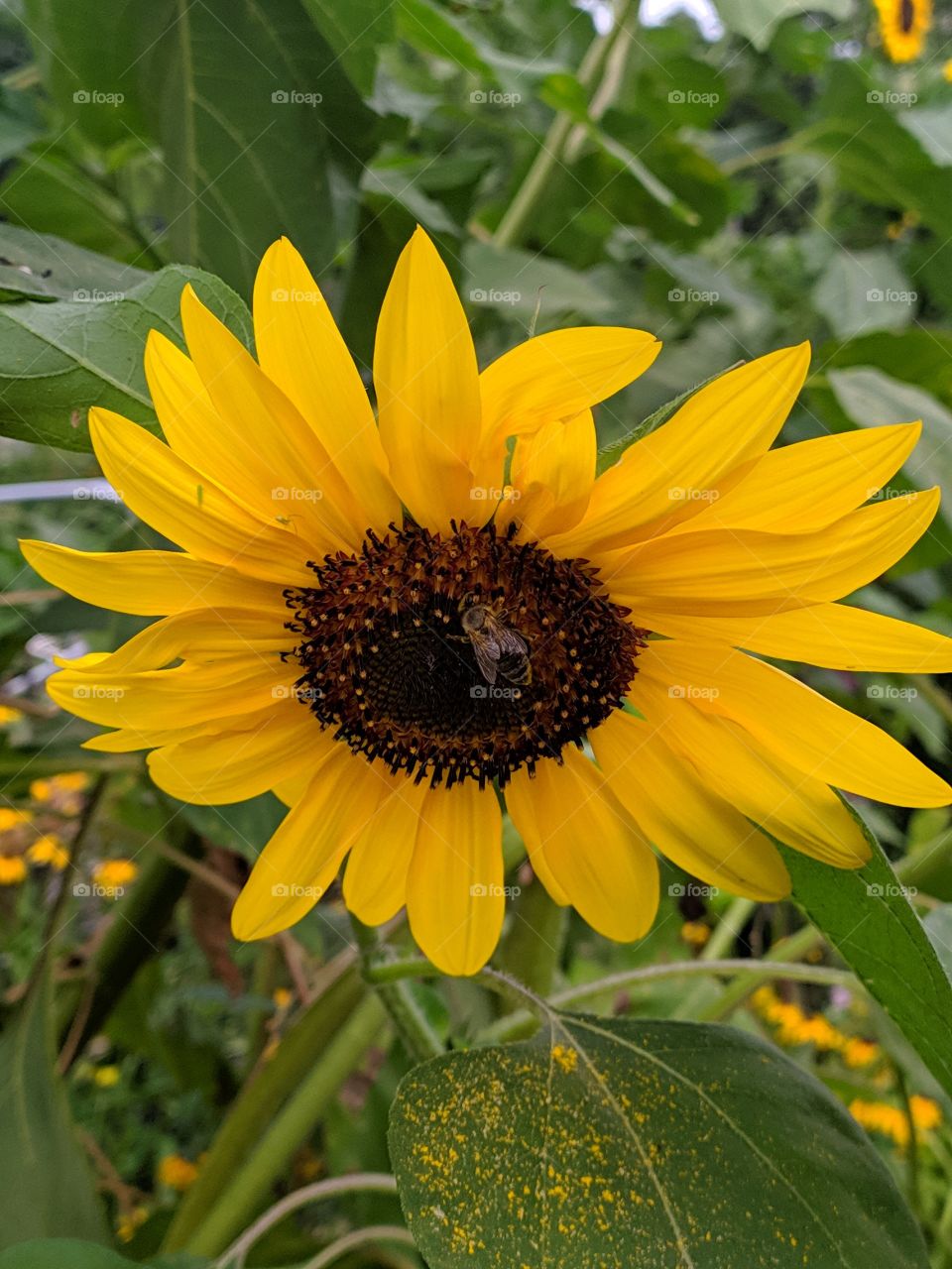 yellow flower and bees