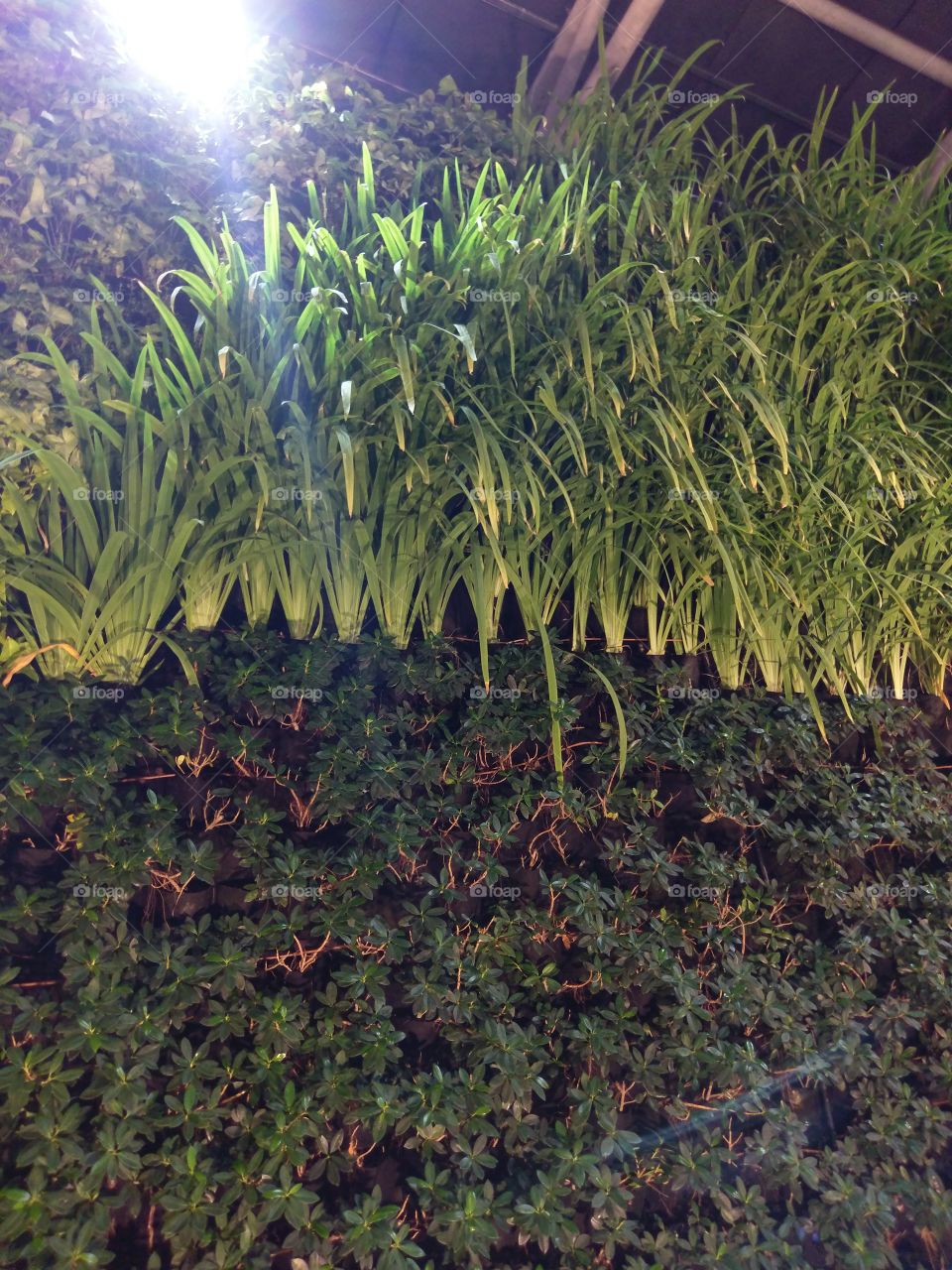 grass growth on the wall