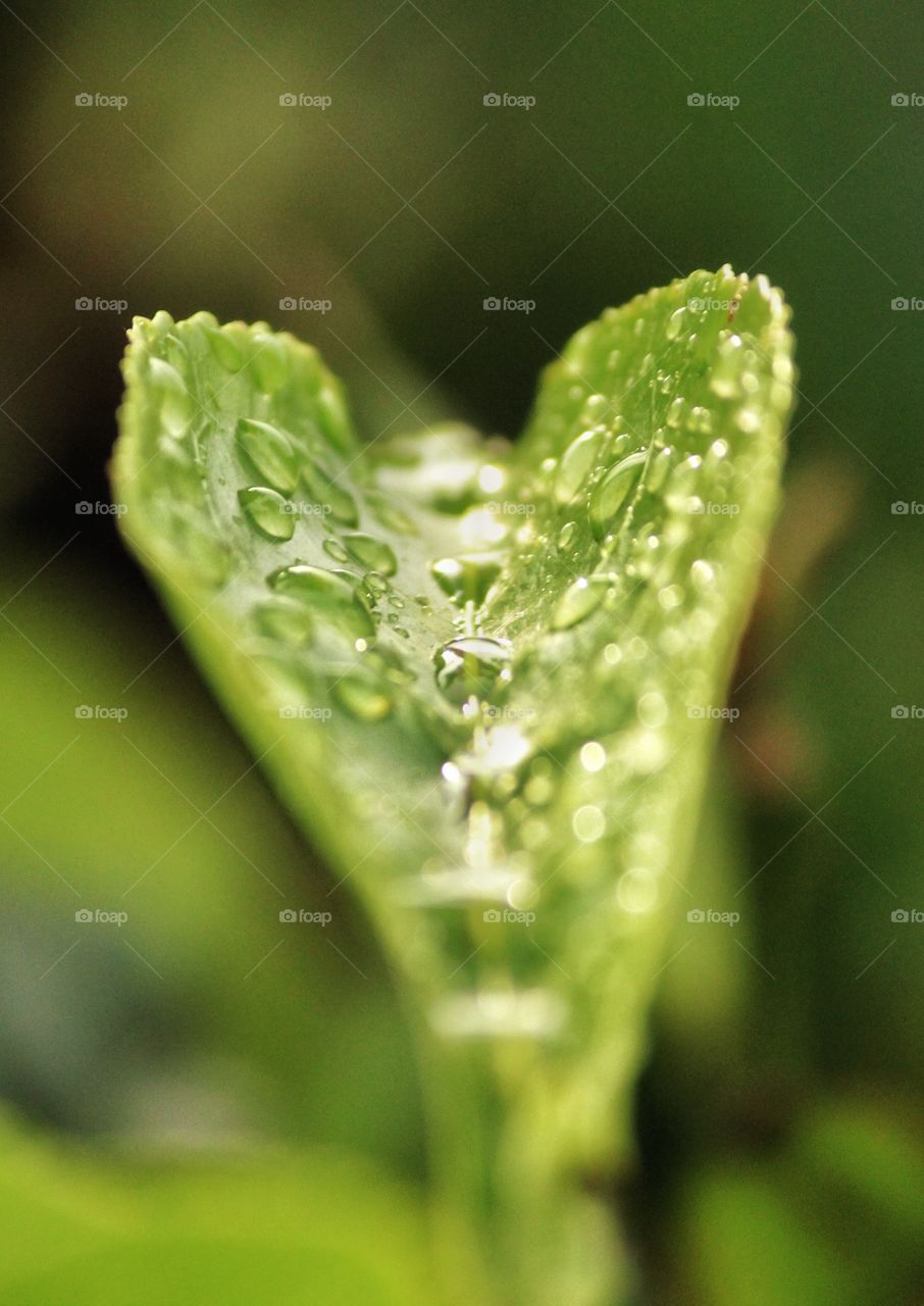 dew in early morning...
