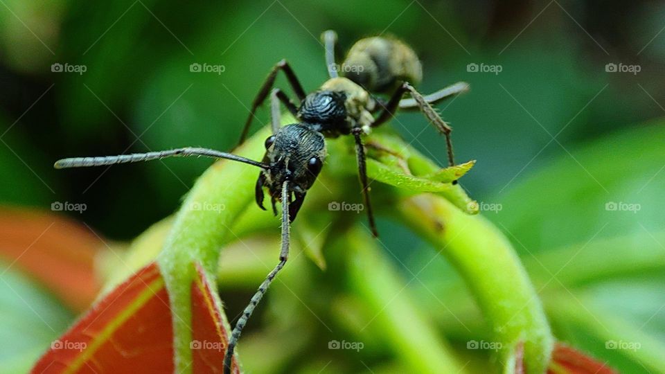 beautiful black ant