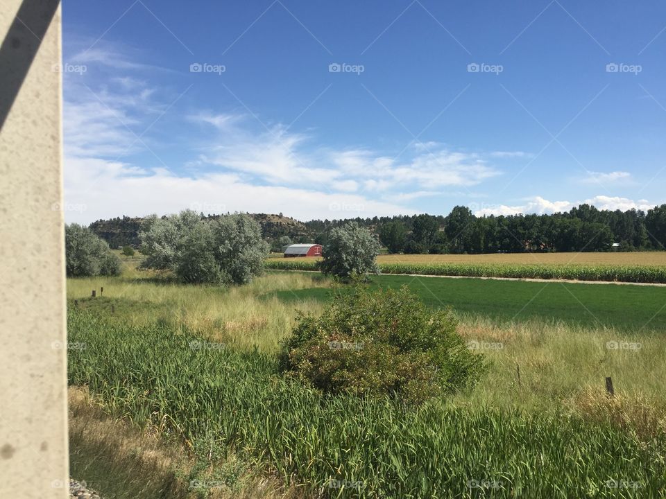 Landscape, No Person, Agriculture, Grass, Tree