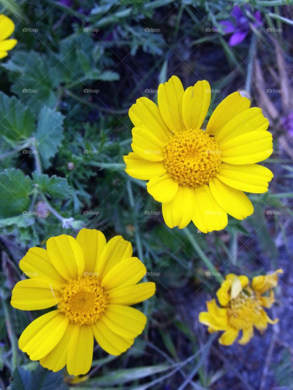 yellow flowers