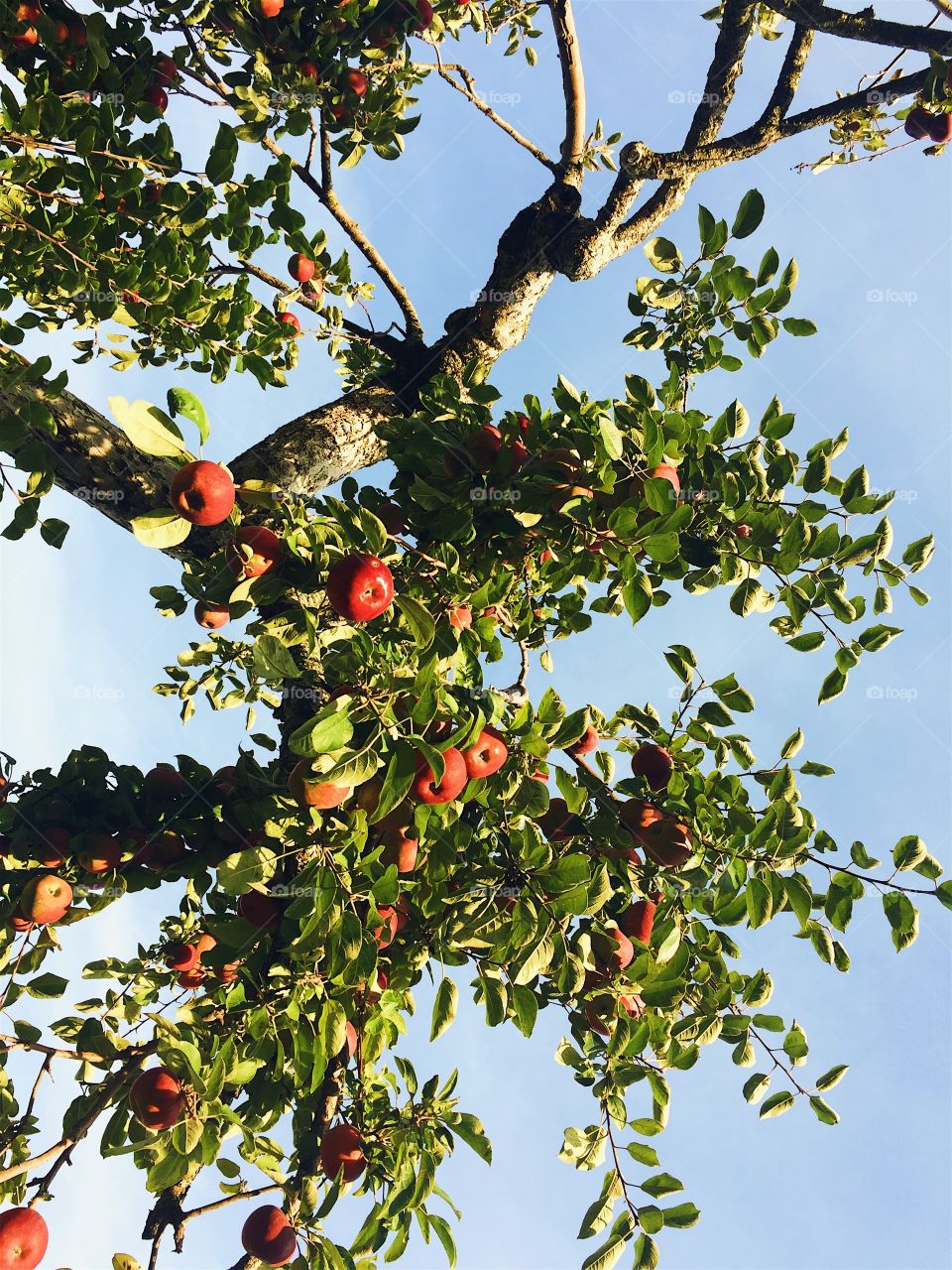 Looking up at an apple tree